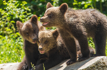 bear family in Romania