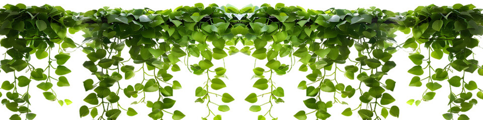 Obraz premium Green leaves hanging vines ivy bush isolated on transparent background