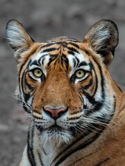 Fototapeta premium Close-up portrait of a Bengal tiger with piercing eyes and detailed fur in a natural habitat