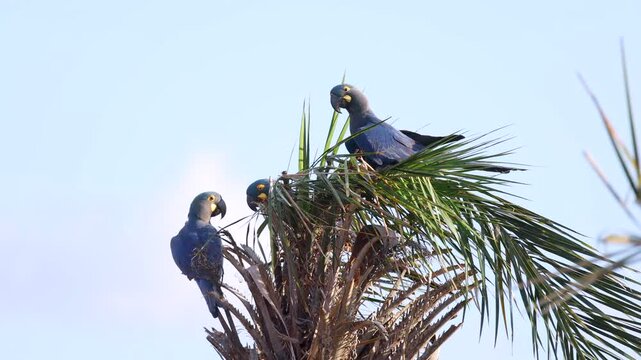 Endangered Lear's Indigo Macaw parrot perched in tropical Licuri Palm, Bahia