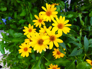 美しいヒメヒマワリの花