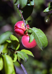 Myrobalan plums or Cherry Plums on the branch.