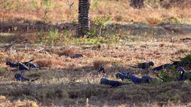 Lear's Indigo Macaw parrot foraging on-ground for Licuri Palm nuts, tropical Bahia Brazil