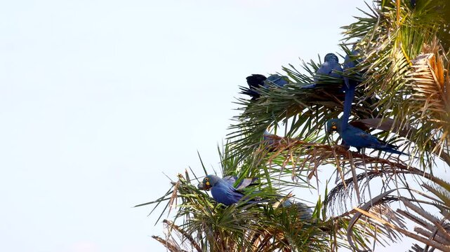 Indigo Lear's Macaw Parrot in Licuri tropical palm Caatinga habitat in Bahia Brazil