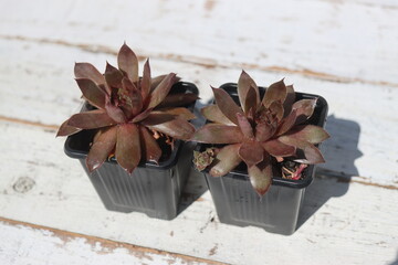 rojnik REX sempervivum