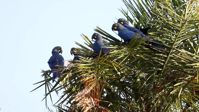Endangered Lear's Indigo Macaw parrot perched and flying in Licuri Palm, Bahia tropicalBrazil