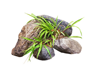 Grass Tufts on Rocks with Leaf Litter