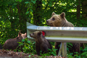 bear family in Romania