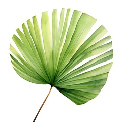 A watercolor of a fan palm leaf with its distinctive, fan-like shape.