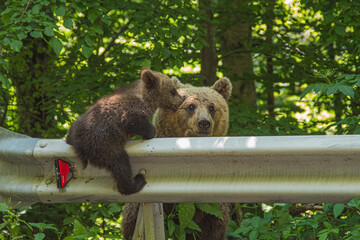 Mama Bear