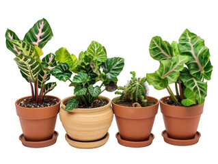 Fototapeta premium Assorted Potted Plants