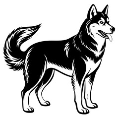 Siberian husky dog silhouette full body standing  for graphic design vector and illustration on white Background © Ferdous