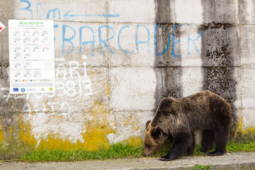 Young bear in Romania