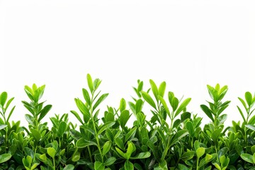 Obraz premium Fresh green hedge with lush leaves creating a natural and vibrant outdoor scene perfect for gardens and landscapes