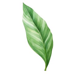 Obraz premium A watercolor of a narrow, lance-shaped ginger leaf.