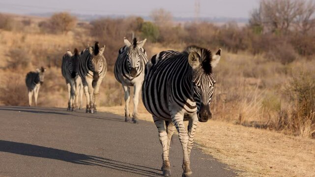 Group of zebra walking in a straight line on the road into camera