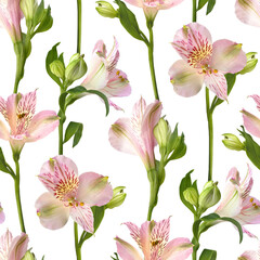 Obraz premium Pink Alstroemeria flowers seamless pattern on white background