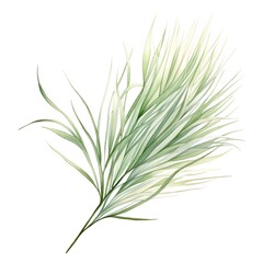 Fototapeta premium A watercolor illustration of the delicate, wispy leaves of Mexican feather grass.
