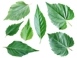 Green Sunflower Leaves in Various Shapes