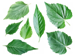 Green Sunflower Leaves in Various Shapes