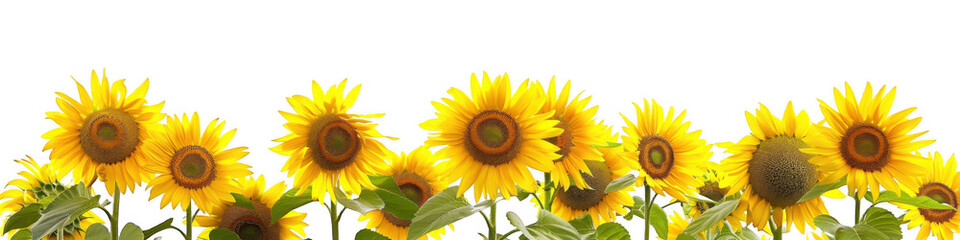 Fototapeta premium Field of Sunflowers in Full Bloom
