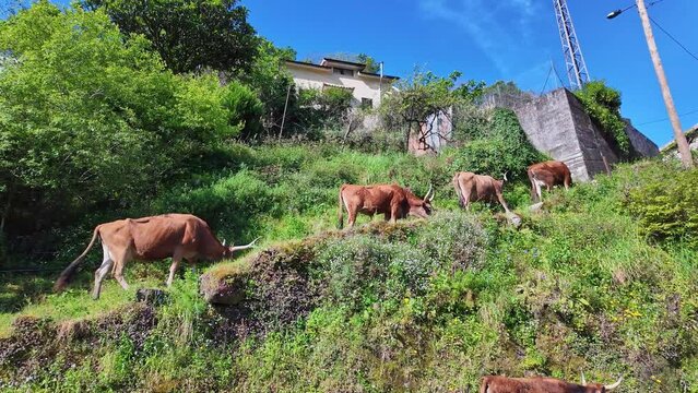 The Cachena cow in Nationalpark Peneda-Geres in North Portugal. It is a traditional Portuguese mountain cattle breed excellent for its meat and traction power