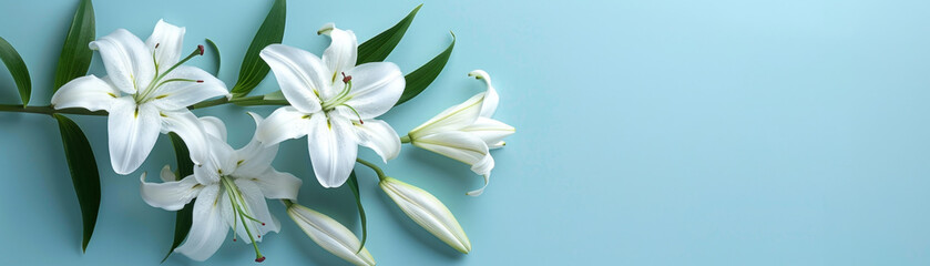 Obraz premium Elegant white lilies for condolence cards