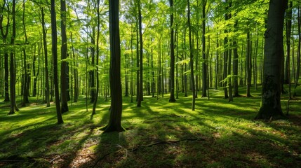 Naklejka premium Lush and bright forest canopy, with radiant green leaves and branches extending in the sunlight, creating a refreshing and vibrant atmosphere full of life and energy.