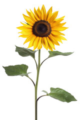 Single Sunflower with Long Stem