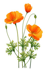 Orange Wildflowers with Green Stems