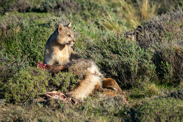 Puma sits beside guanaco kill in bushes