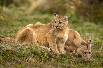 Puma sits by another drinking from puddle