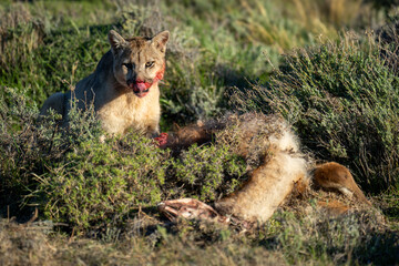 Puma sits by guanaco carcase licking lips