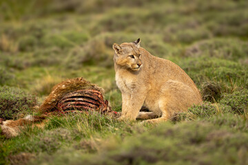 Puma sits by guanaco kill looking back