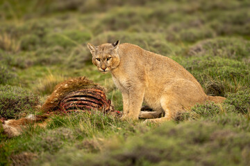 Puma sits by guanaco kill looking downhill