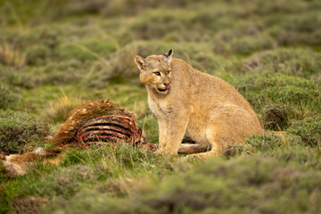 Puma sits by guanaco kill looking round