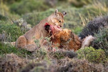 Puma sits eating guanaco kill in bushes