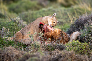 Puma sits eating dead guanaco in bushes