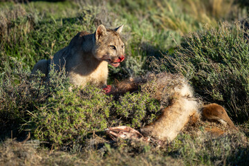 Puma sits beside kill with bloodied face