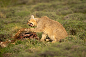 Puma sits pawing kill and twisting head