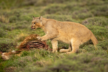 Puma sits pawing guanaco and licking lips
