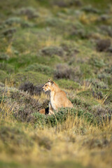 Puma sits scanning pre-Andean scrubland in sunshine