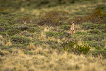 Puma sits staring in grassland among bushes