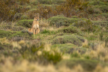 Puma sits staring in scrubland among bushes