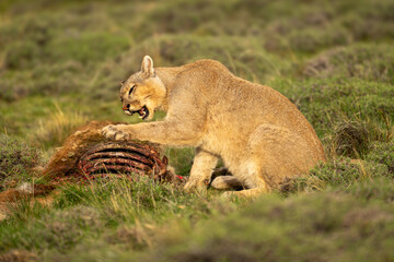 Puma sits twisting head and pawing kill