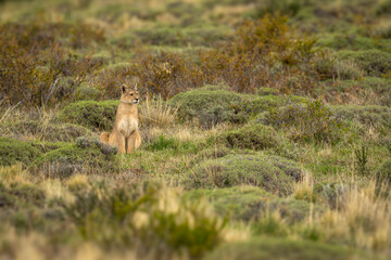 Puma sits turning head on bushy scrubland