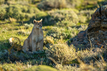 Puma sits staring in shade of rock