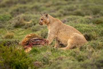 Puma sits with guanaco carcase licking lips