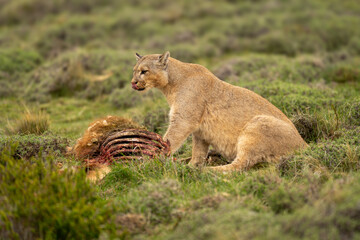 Puma sits with guanaco kill licking lips
