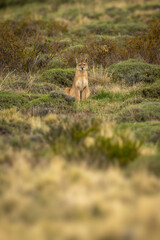 Puma sits watching camera in bushy scrubland